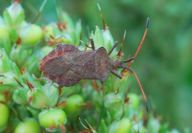 Coreidae: Coreus marginatus diell''Emilia (BO)